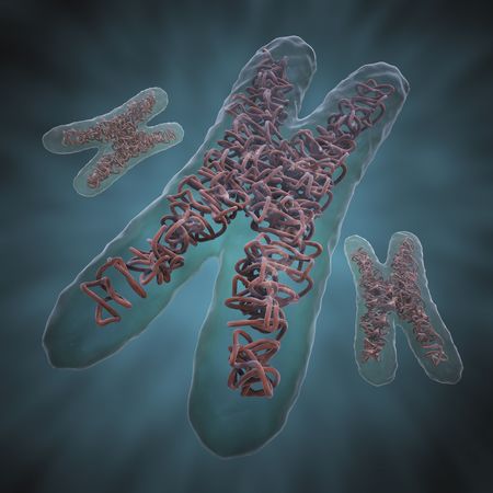 Chromosome Xの写真素材