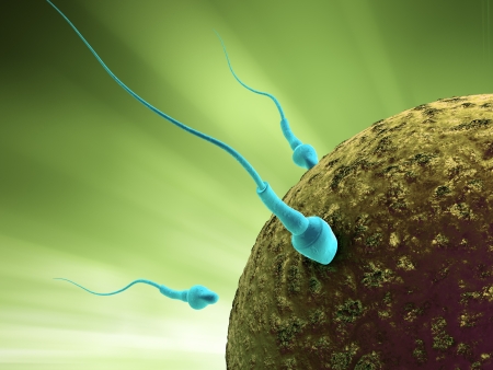 Human sperm cells during fertilization of the eggの写真素材