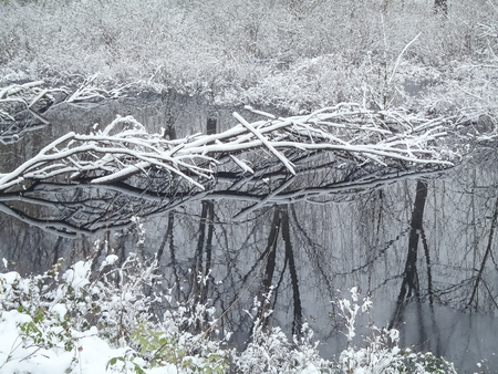 plain Mantua, Italy - December 8, 2012  misty images of the floodplain of the river oglio in winterの写真素材