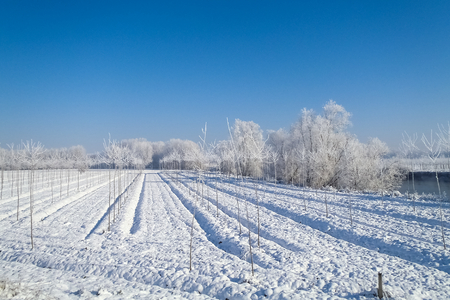 plain Mantua, Italy - December 8, 2012  Pictures of the agricultural area during the winterの写真素材