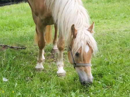Meran, Italy  South Tyrol walking into the landscape of Alps Sarentineの写真素材