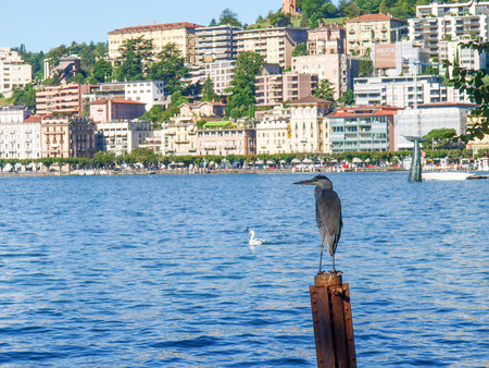Lugano, Switzerland - Juli 31, 2014: Images of the Gulf of Lugano and Ciani park, botanical park of the city. Cormorant on the lake.のeditorial素材