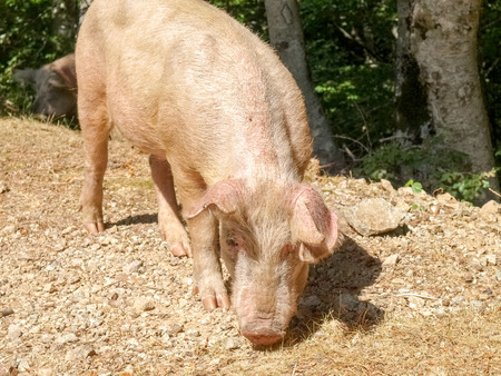 Corse - Corsica, France: Pigs on col de Verdeのeditorial素材