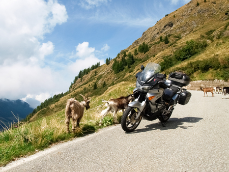 Passo San Marco, Italy - August 25, 2015: mountain goats resting  near teh motorbykeのeditorial素材