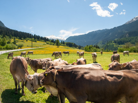 Lukmanierpass Walley, Switzerland: Cows grazing next to the farm.の写真素材