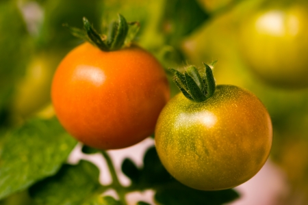 Tomatoesの写真素材