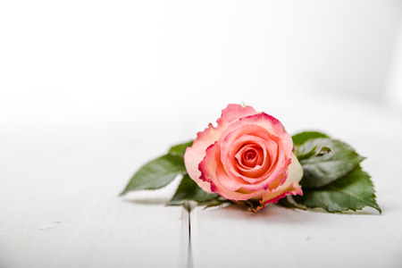 Fragrant flowers on white wooden backgroundの写真素材