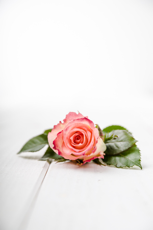 Fragrant flowers on white wooden backgroundの写真素材