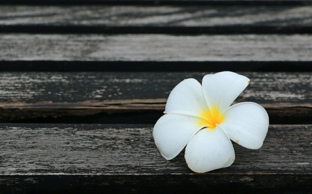 Plumeria on Chair stock photo Wallpaper viewの写真素材