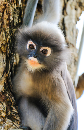 The Cuty Monkey on the tree in thailandの写真素材