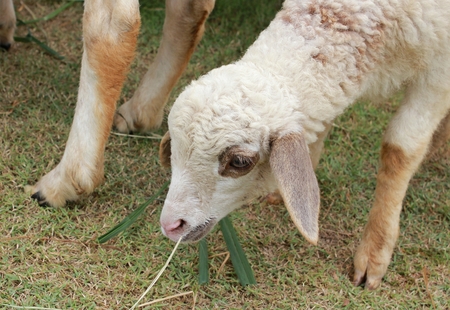 The Sheep in Thailand Farm in Vacation tripの写真素材