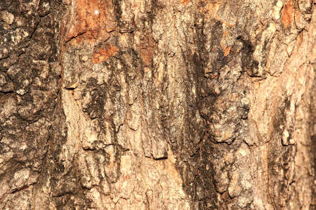 Texture