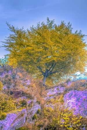 tree of springの写真素材