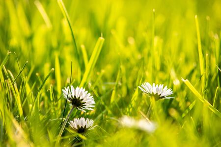 Daisy flowers facing the sun, bright sunny capture of grass and flowers in warm coloursの写真素材