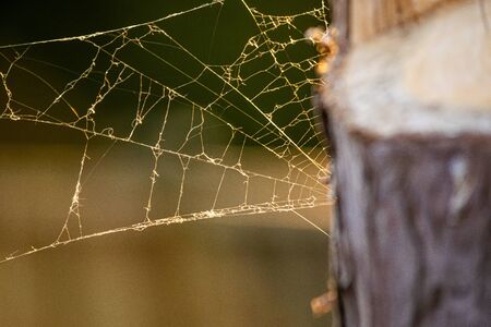 Spider web by the three in golden hour sunsine, setting sun time, damaged spiders web in sunlight