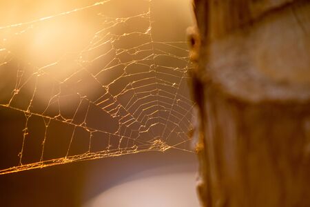 Spider web by the three in golden hour sunsine, setting sun time, damaged spiders web in sunlightの写真素材