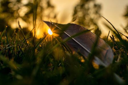 Grey feather laying on the grass in sunset, quill reflecting sunlight, lost pigeon aileron, isolated feather, golden hour sunlightの写真素材