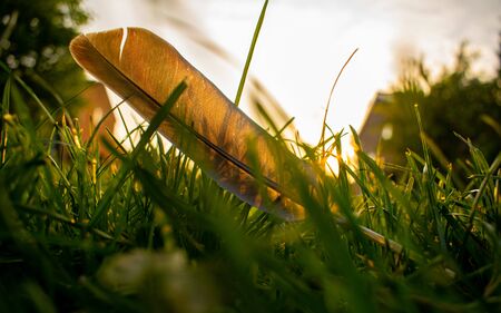 Grey feather laying on the grass in sunset, quill in sunlight, lost pigeon aileron, isolated...