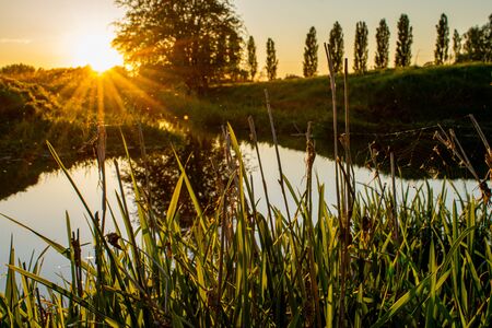 Sunset by the little water pond with reeds on first plane, tree in water reflection, sun setting in rural countryside, river canes in golden sunlightの写真素材