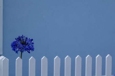Blue flower growing in little front garden with white fence, light blue house wall and white crate in background, British coutryside by the seaの写真素材