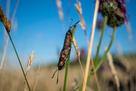 Two six spot burnets mating on a grass straw, black and red bugs sitting on a plant together in a sunny day.の写真素材