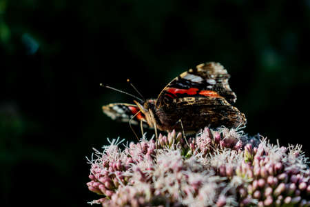 Black and red admiral butterfly sitting on pink flowerの写真素材