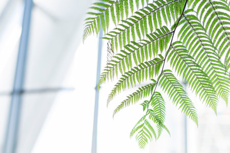Shallow depth of field fern branches with light blurred background, text space on the left, pland...