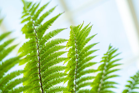 Shallow depth of field fern branches with light blurred background, text space, pland growing...