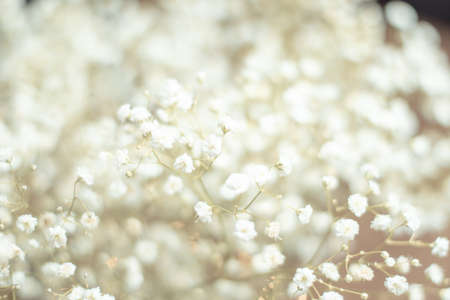 Dried flowers bunch natural white gypsophila babys in warm light, many tiny flowers on muted brown...