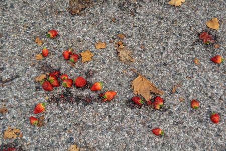 Many strawberries dropped on a street, smashed red fruits on the ground, food waste issue concept,...