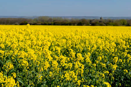 Field of yellow rapeseed flowers blossoming under clear blue sky with a view of distance trees and more farmlands, british rural countryside, monoculture agricultureの写真素材