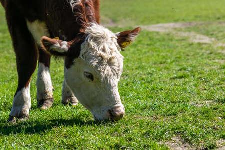 Young bull grazing on a meadow eating green grass, free range livestock animal in UKの写真素材