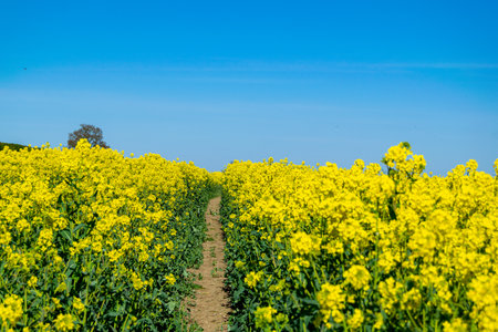 Field of yellow rapeseed flowers blossoming under clear blue sky with a view for a path, distance...