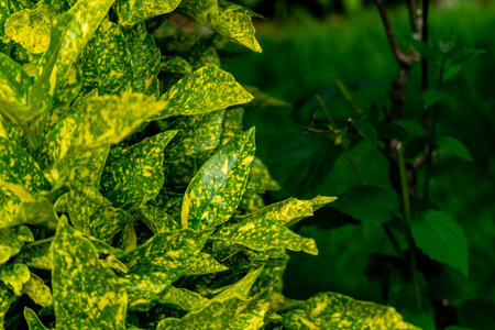 Closeup shot of green Japanese laurel plant leaves with yellow spots and some darker plants behind, copy spaceの写真素材