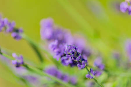 Closeup on bunch of lavender plants flowering in shallow depth of field. Lavender flowers on green background, flower buds close up with bokeh and copy spaceの写真素材