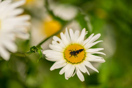 Ladybug larvae sitting in the centre of white and yellow flower, larva bug on chamomile blookming flower in the garden with blurry natural backgroundの写真素材