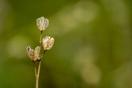 Closeup of dried decaying plants holding seeds inside, blurred background with bokeh in natural...