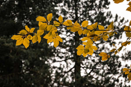 Yellow autum leaves on a branch standing out from a background of darker evergreen trees, isolated...