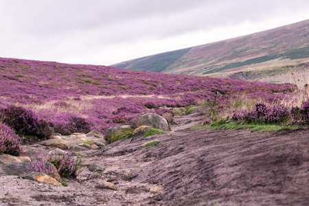 Path in Peak District hills surrounded by purple heather bushes in beautiful scenery. Hillside track leading to Salt Cellar Derwent Edgeの写真素材