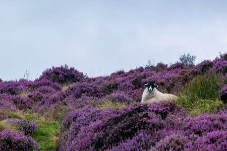Black and white sheep sitting in heather flowers, beautiful scenery with sheep in purple heather bushes on hillside in Peak District National Parkの写真素材