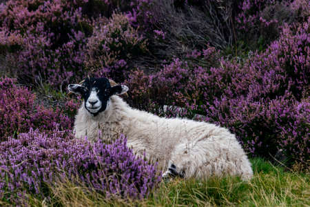 Black and white sheep sitting in heather flowers, beautiful scenery with sheep in purple heather bushes on hillside in Peak District National Parkの写真素材
