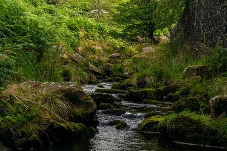 Thin hillside river with abundance of greenery and mossy pebbles. Calm flowing stream