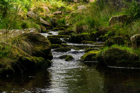 Thin hillside river with abundance of greenery and mossy pebbles. Calm flowing stream