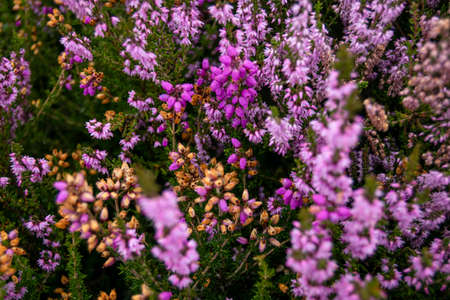 Closeup of a heather plant, purple little flowers growing in wild covering the hills of Peak Districtの写真素材