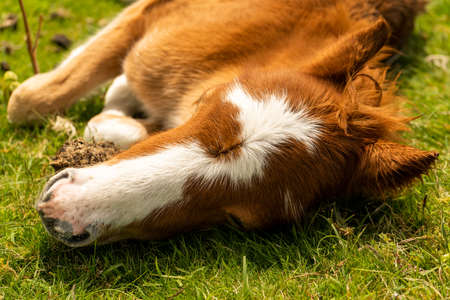Cute little pony sleeping on the grass. Just couple days old horse enjoying a beautiful weather and having a nap in the sun. Wild young horse baby found in hills of Shropshire.の写真素材