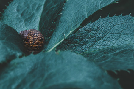 Striped shell snail hidden in plant. Small snail hiding in between of leaves of spiky plant. Moody and dark saturated green and blue edit.の写真素材