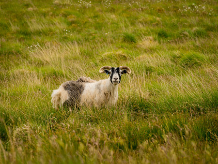 Black faced sheep grazing in the grassy meadow, looking onto the cameraの写真素材