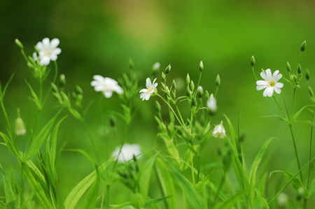 Spring grass background with white flowers in blur focusの写真素材