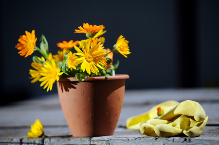 Fresh bouquet of calendula flowers planting in flower potの写真素材