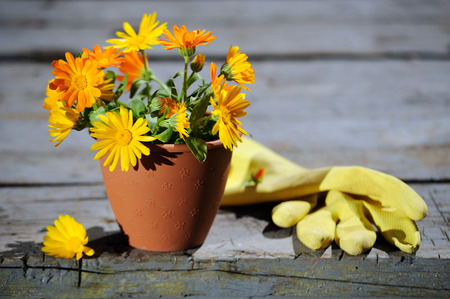 Fresh bouquet of calendula flowers planting in flower potの写真素材